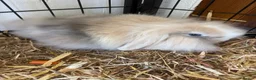 Angora rabbits for sale: Beautiful boy  - Advert 2