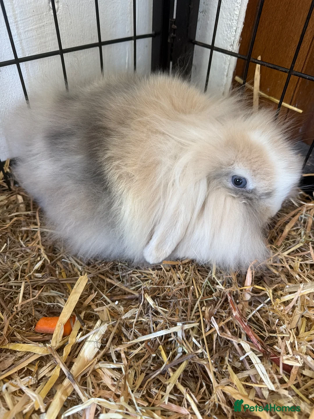 Angora rabbits for sale: Beautiful boy  - Advert 2