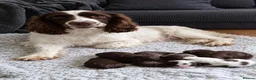 Sproodle dogs for sale: Gorgeous litter of Sproodle Pups  - Advert 1