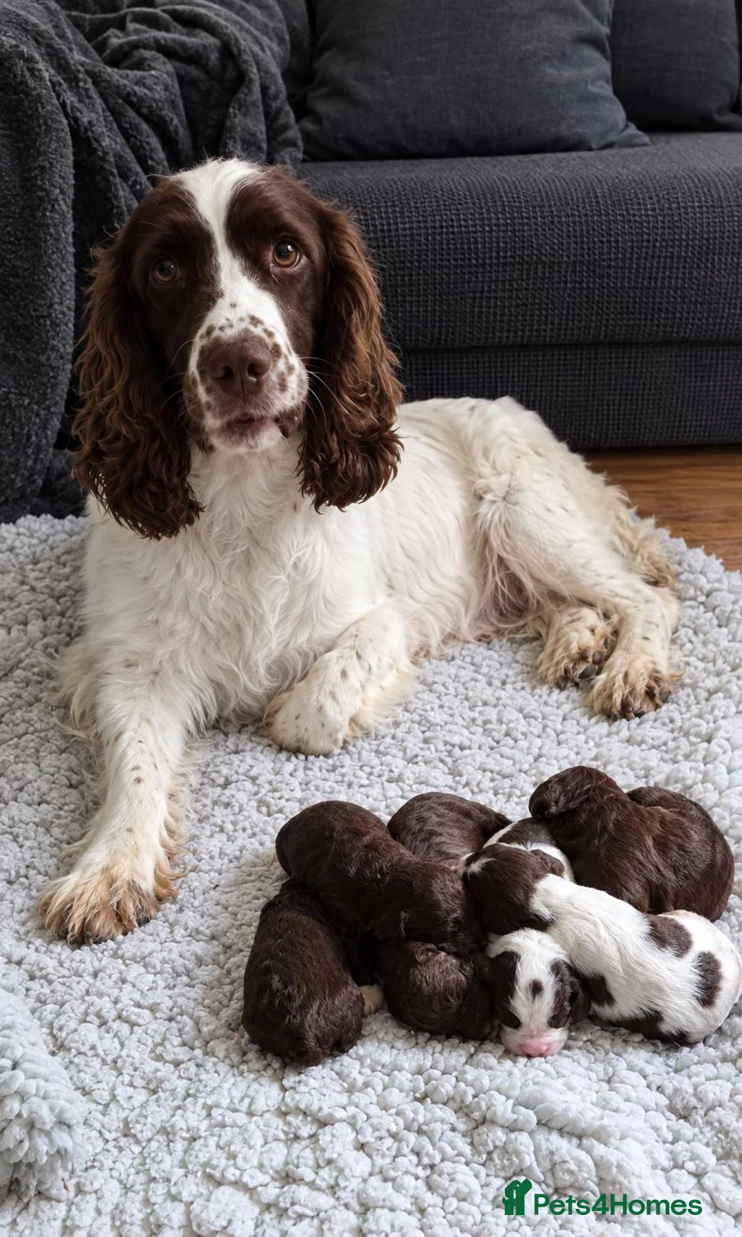 Sproodle dogs for sale: Gorgeous litter of Sproodle Pups  - Advert 1