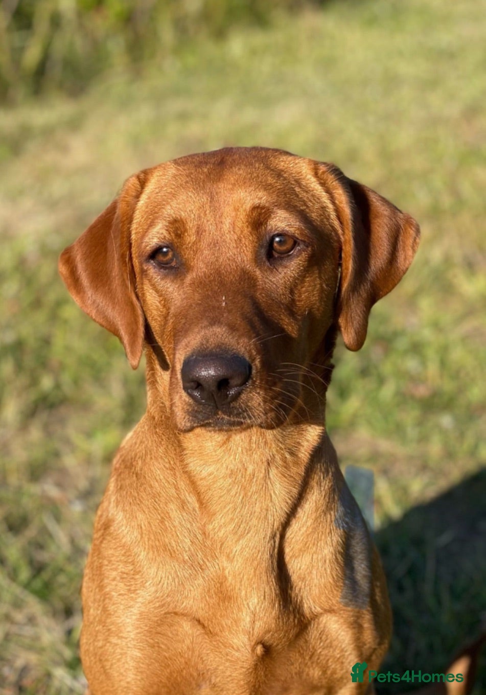 Labrador Retriever dogs Outstanding KC registered Fox Red Labrador Puppies - Advert 1