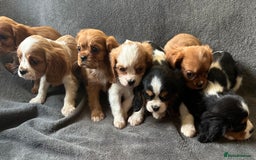 King Charles Spaniel dogs for sale: King Charles cavalier puppies 3 girls 4 boys - Advert 11
