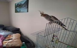 Cockatiels birds for sale: Male Cockatiel for sala! - Image 2