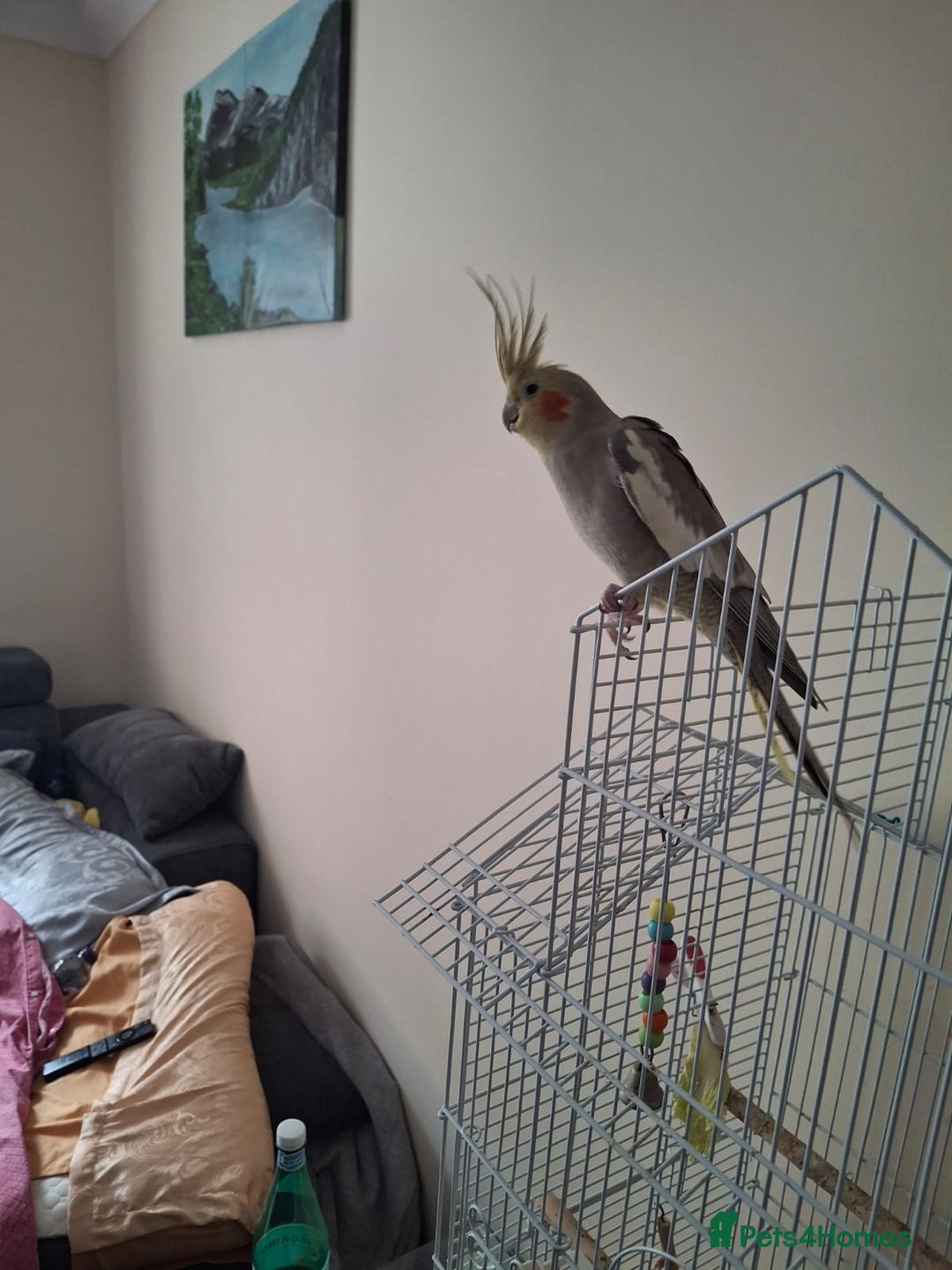 Cockatiels birds for sale: Male Cockatiel for sala! - Image 2