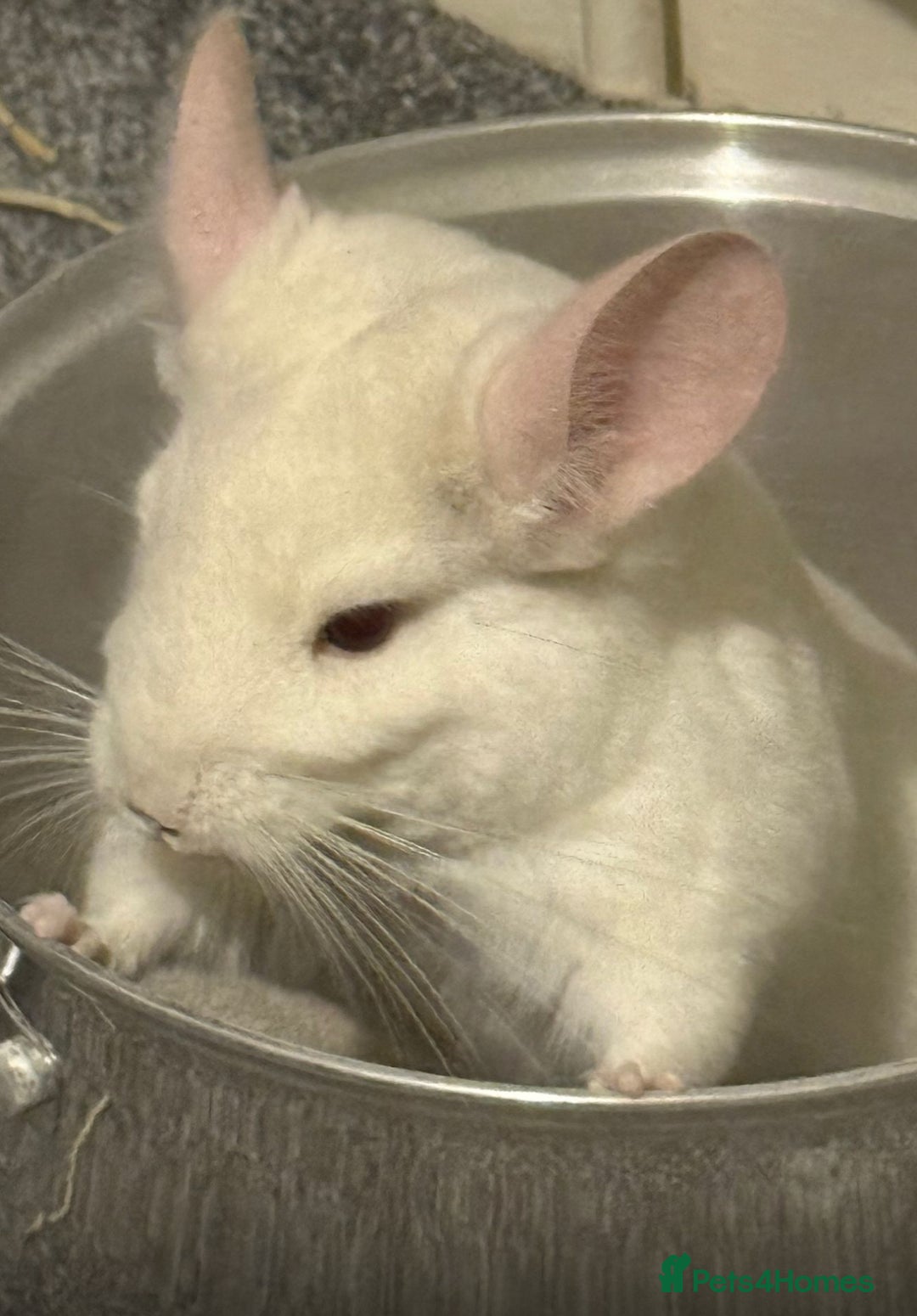 Chinchilla rodents for sale: Beautiful boy looking for his forever home. - Image 3