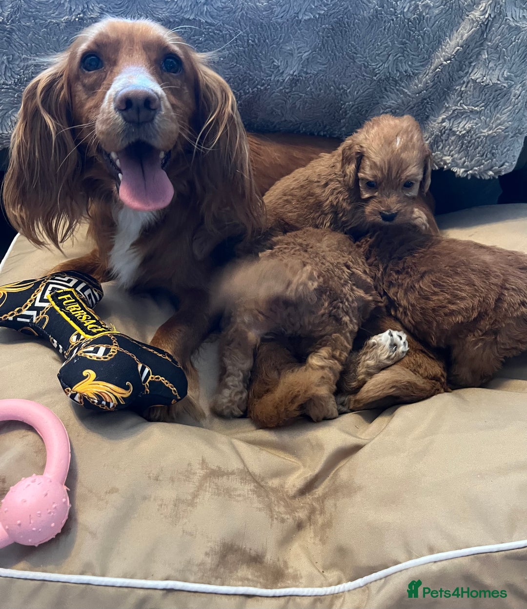 Cockapoo dogs for sale: F1 cockapoo puppies- Health test clear  - Image 32