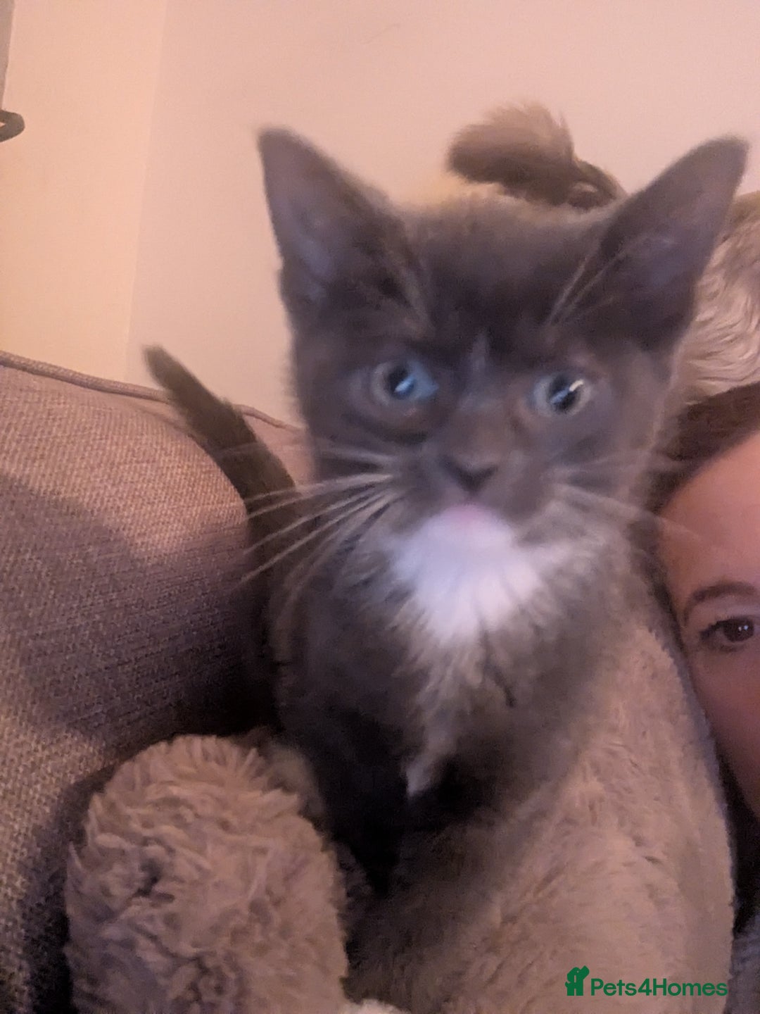 Mixed Breed cats for sale: Beautiful kittens  - Advert 6