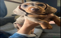 Miniature Dachshund dogs for sale: Miniature Dachshunds  - Image 5