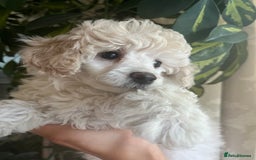 Toy Poodle dogs for sale: 🐩 REDUCED KC Reg Toy poodle puppy hereditaryclear - Image 4