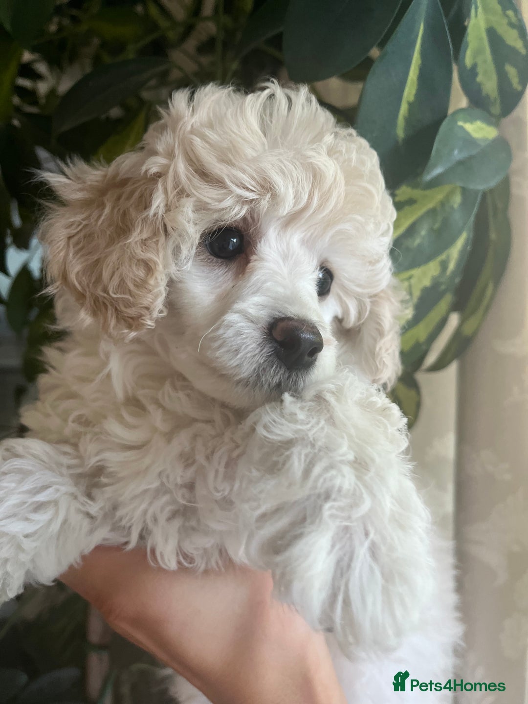 Toy Poodle dogs for sale: 🐩 REDUCED KC Reg Toy poodle puppy hereditaryclear - Image 4
