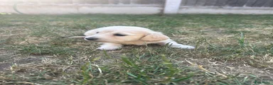Miniature Dachshund 1