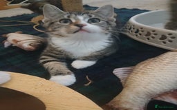 Munchkin cats for sale: Beautiful markings lush coat tabby tuxedo  - Image 22