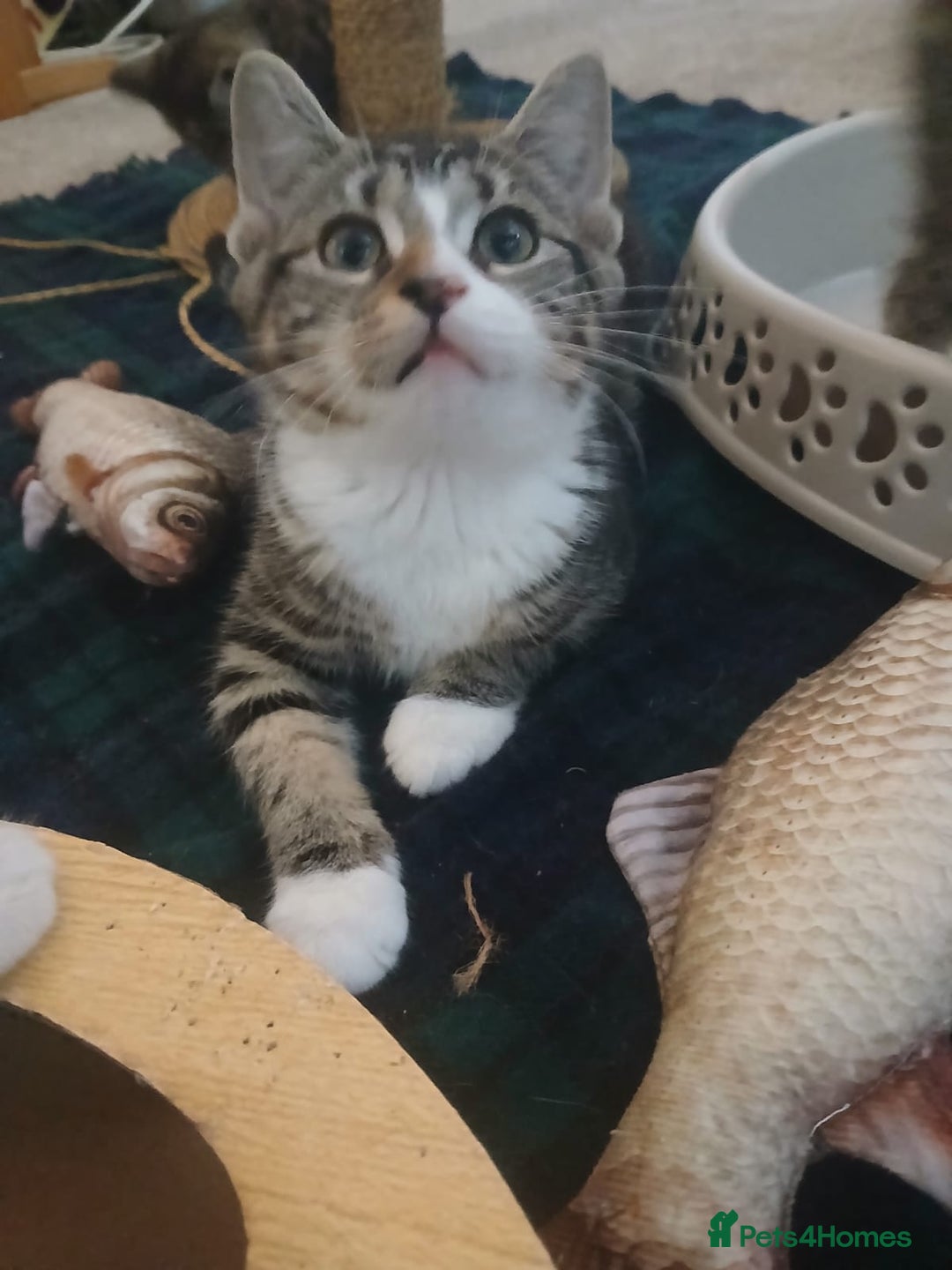 Munchkin cats for sale: Beautiful markings lush coat tabby tuxedo  - Image 22