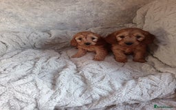 Cockapoo dogs for sale: Cockapoo puppy's  - Advert 7