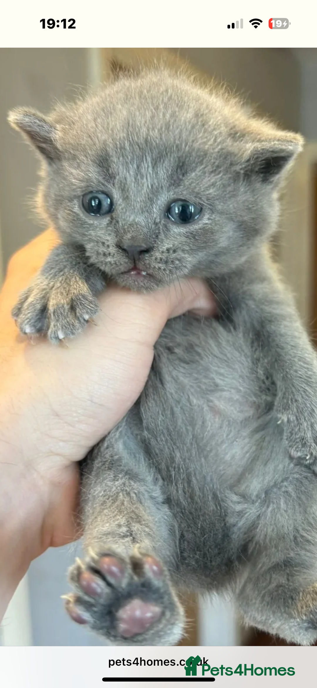 British Shorthair cats for sale: British Shorthair kittens  - Image 12