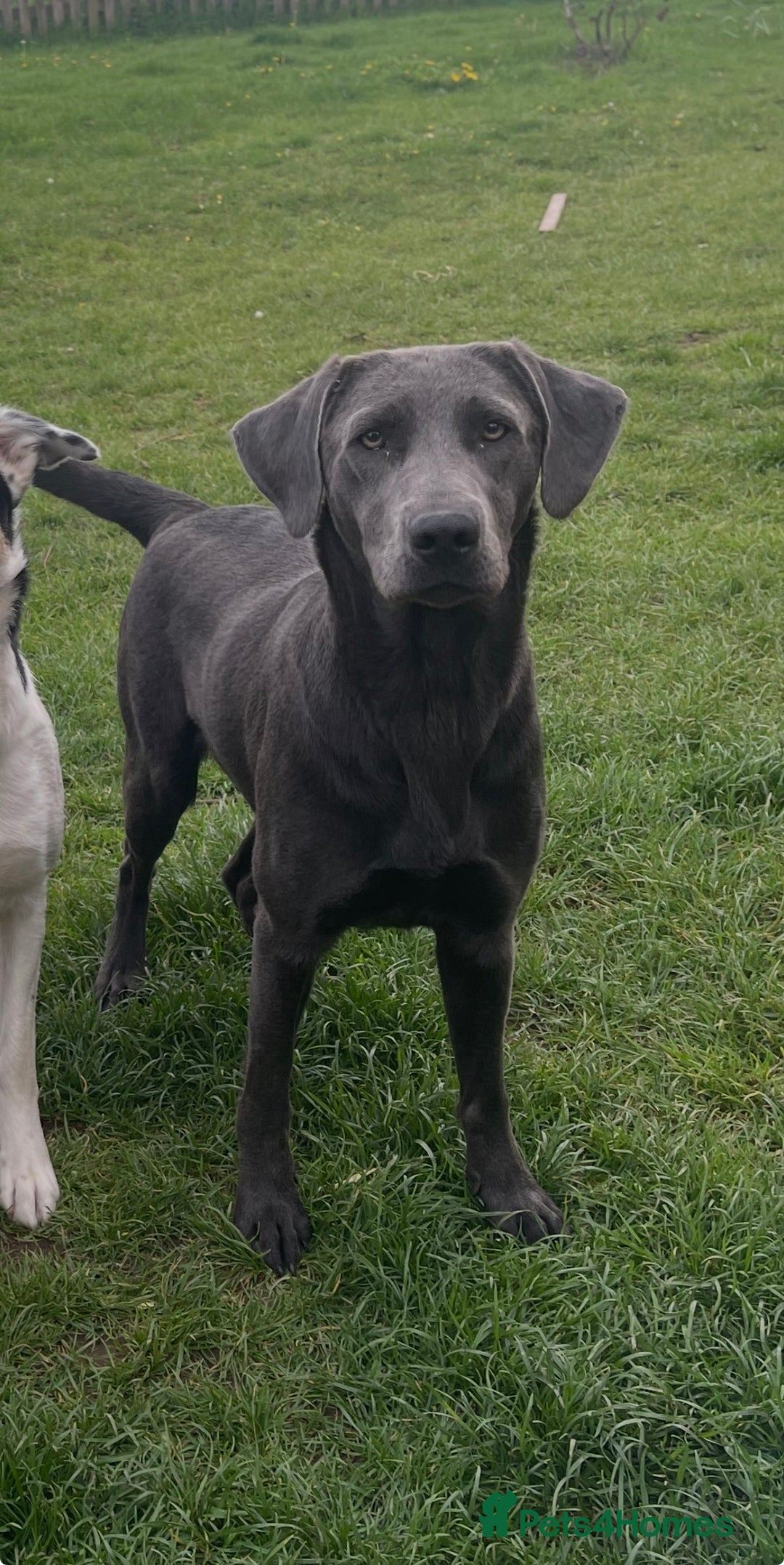 Labrador Retriever dogs for sale: Rehome- read carefully  - Advert 4