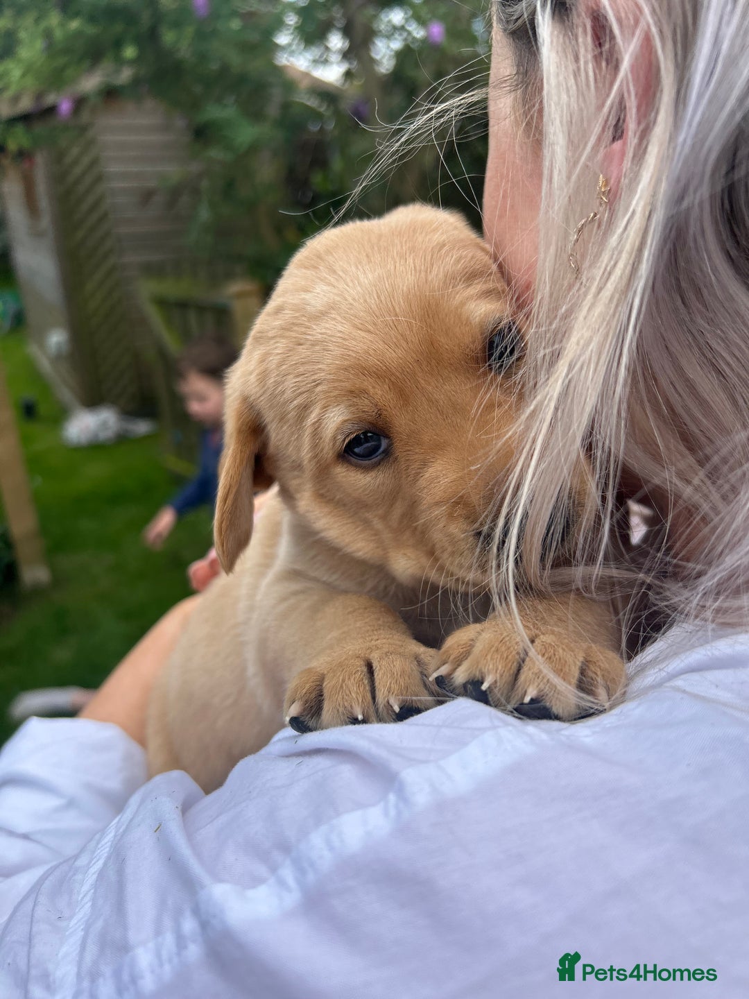 Labrador Retriever dogs for sale: Labrador puppies  - Image 7