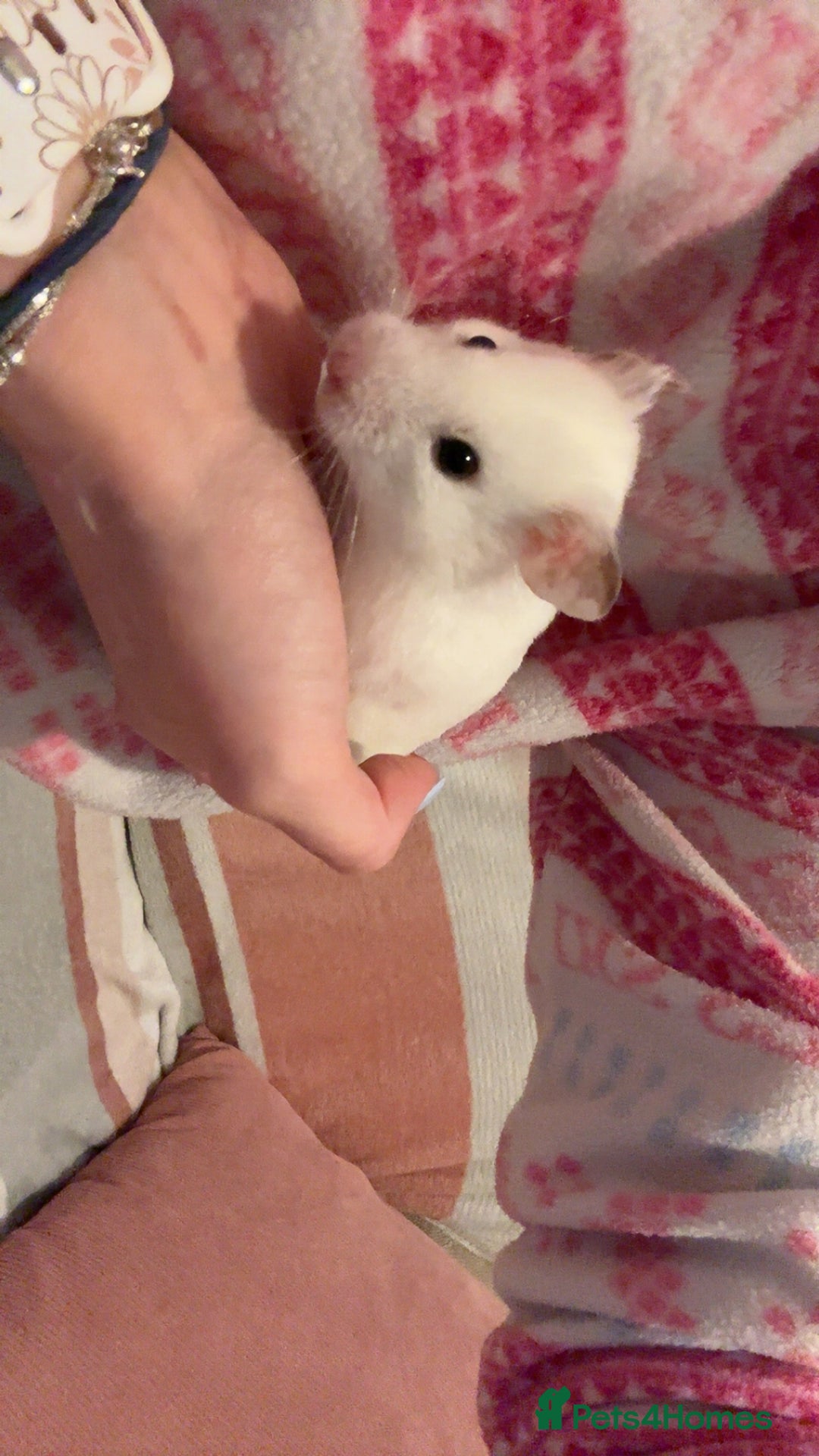 Hamster rodents for sale: Lovely hamster who hasn’t bitten  - Image 2