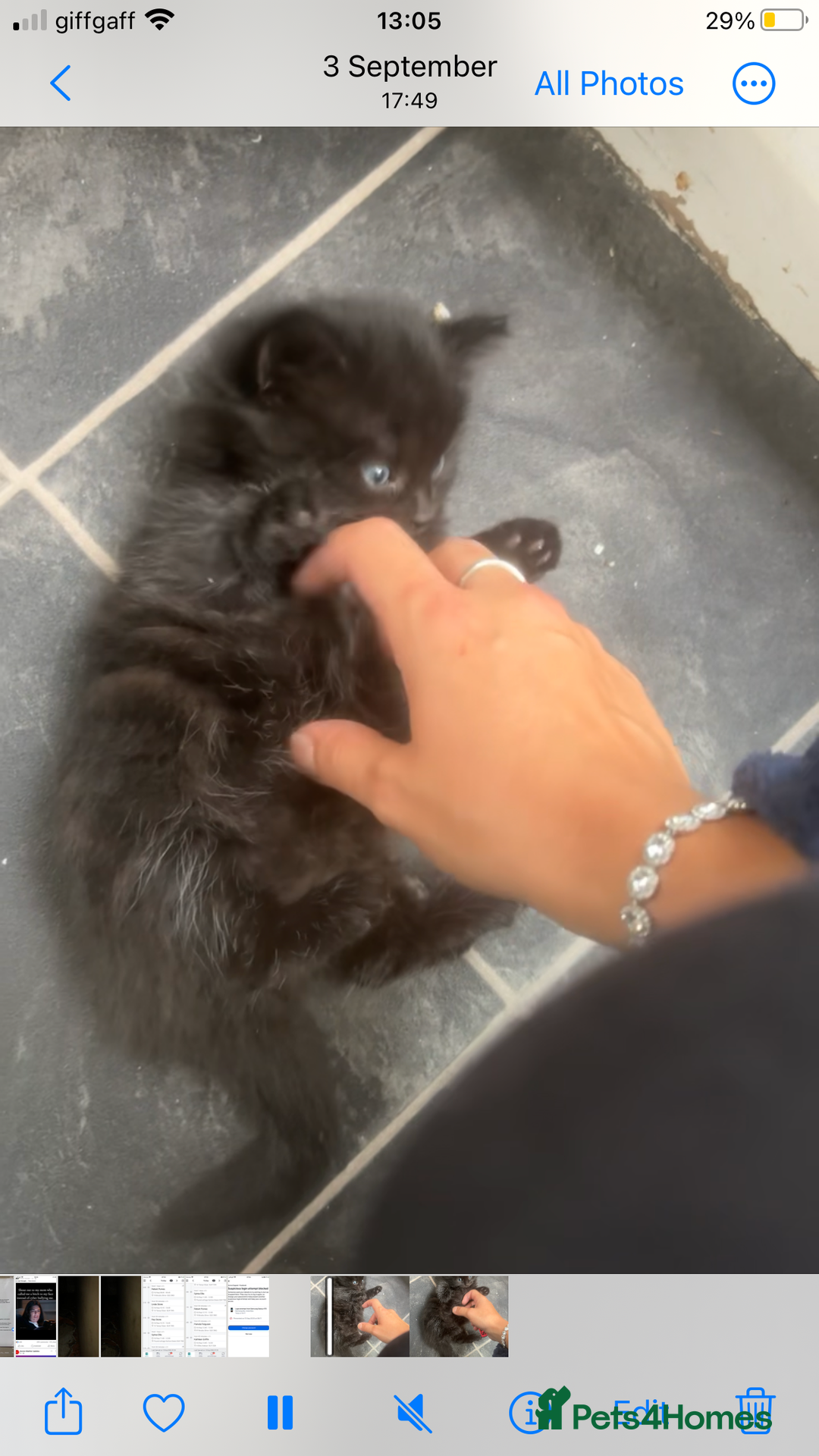 Mixed Breed cats for sale: 4 female kitten  - Image 2