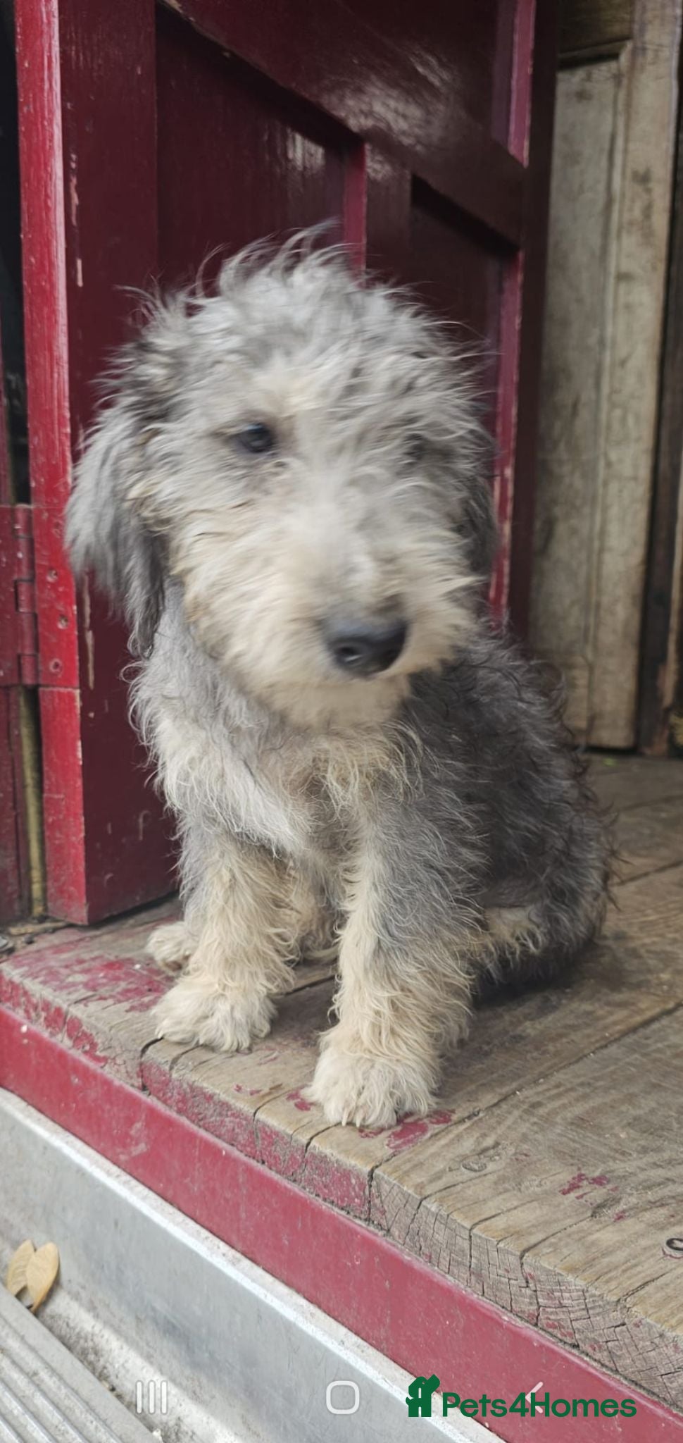 Bedlington Terrier dogs Beautiful bedlington cross puppies  - Advert 4