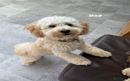 Maltipoo dogs for sale: 3 Gorgeous Maltipoo Puppies - Advert 5