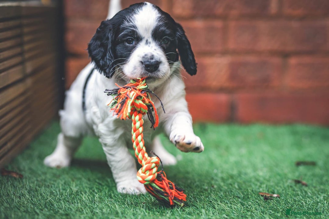 Cocker Spaniel dogs for sale: Waiting list now open kc registered cocker spaniel - Advert 3