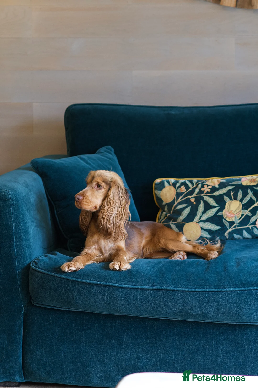 Cocker Spaniel dogs for sale: Beautiful 2 year old cocker spaniel  - Advert 4