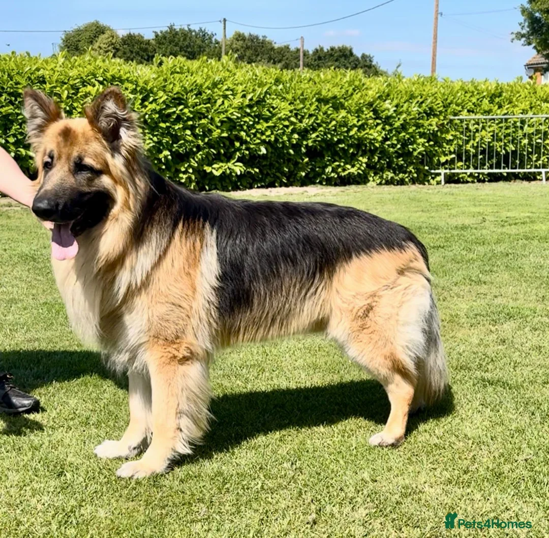 German Shepherd dogs for stud: Stud Dog  - Advert 3
