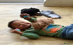 Cavapoo dogs for sale: Beautiful F1b cavapoo puppies - Image 16