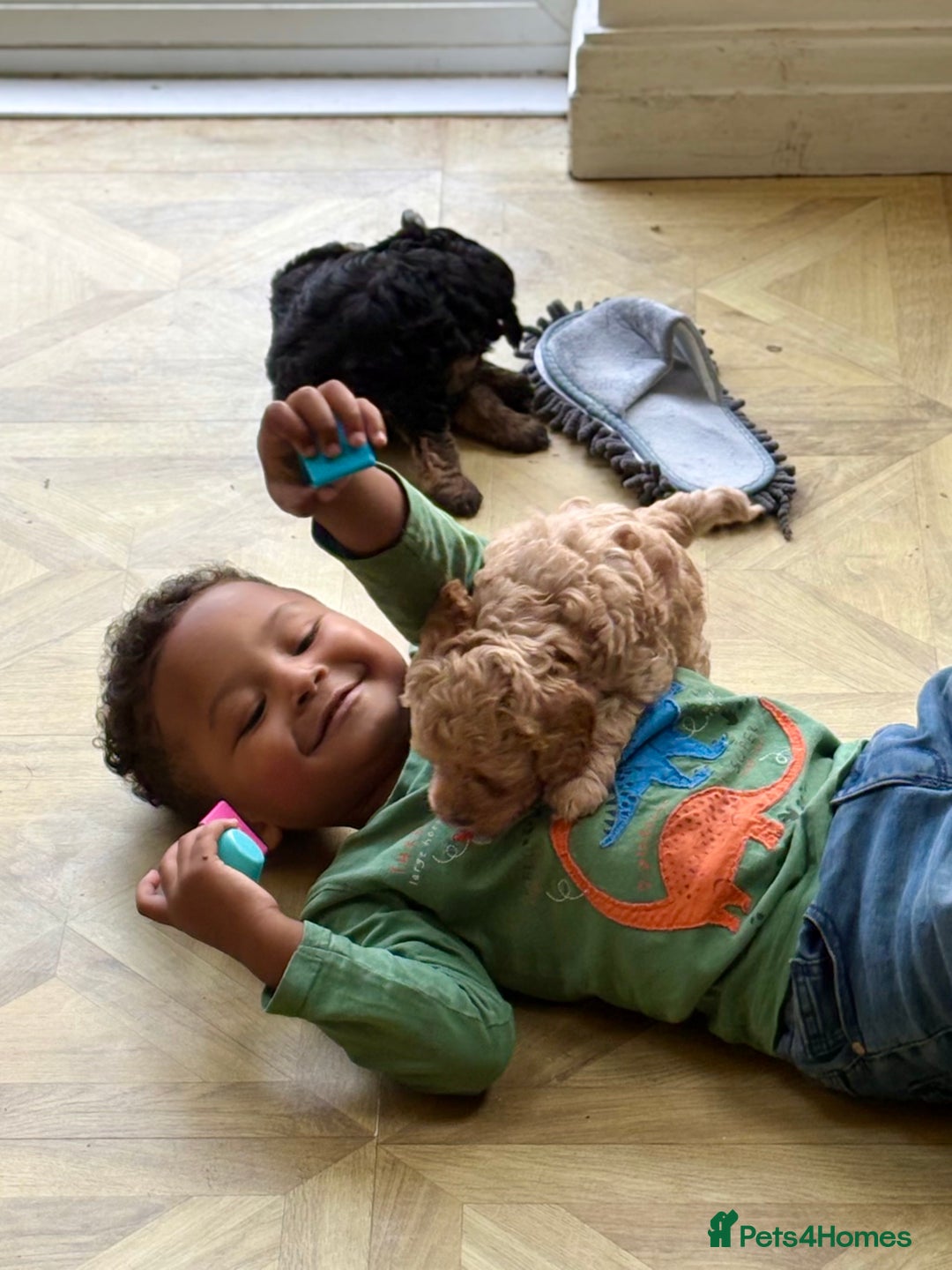Cavapoo dogs for sale: Beautiful F1b cavapoo puppies - Image 16