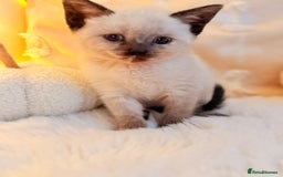 Mixed Breed cats for sale: 7 Floofy kittens looking for forever homes..  - Image 9
