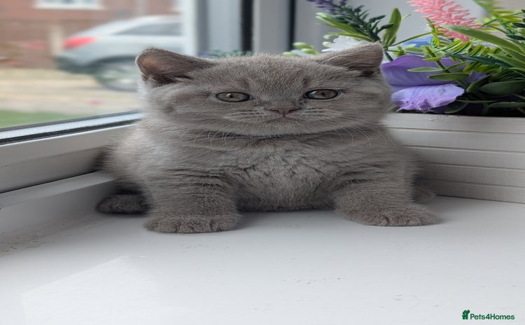 British Shorthair cats - Advert 7