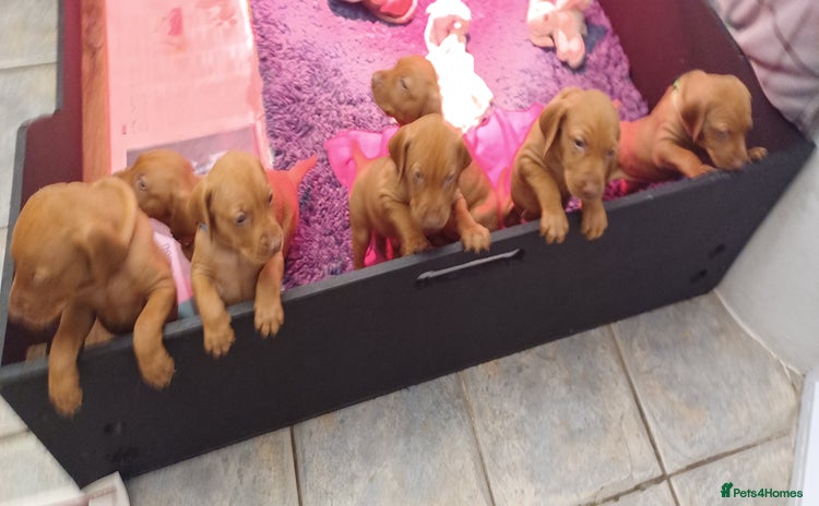 Hungarian Vizsla dogs - Advert 3