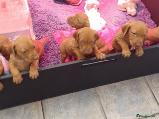 Hungarian Vizsla dogs for sale - Advert 1