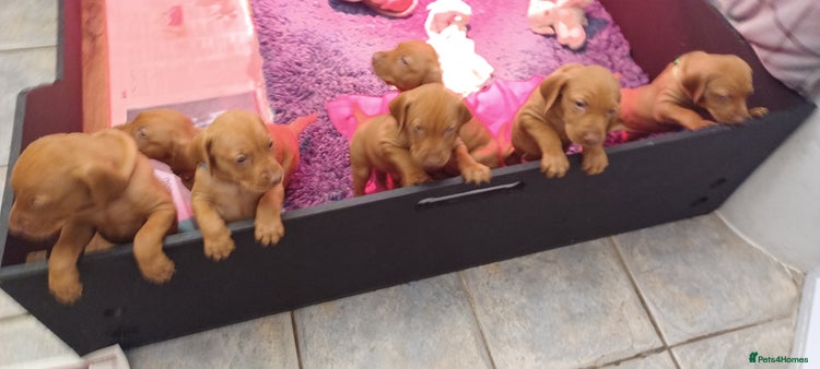 Hungarian Vizsla dogs - Advert 3