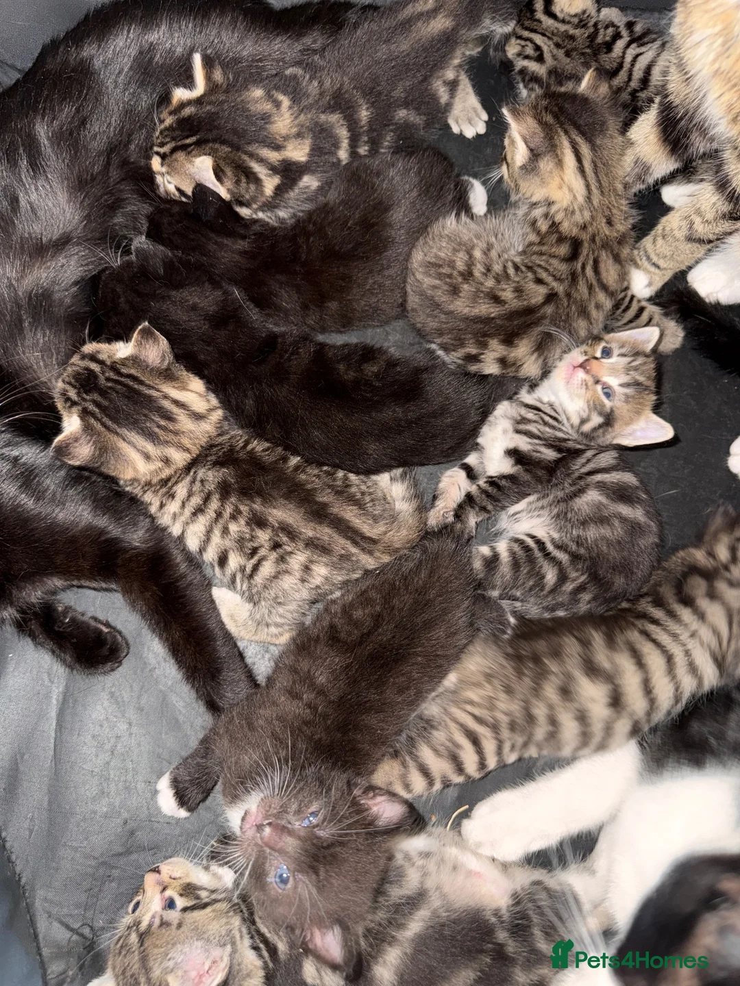 Mixed Breed cats for sale: 10 gorgeous mixed kittens - Advert 2
