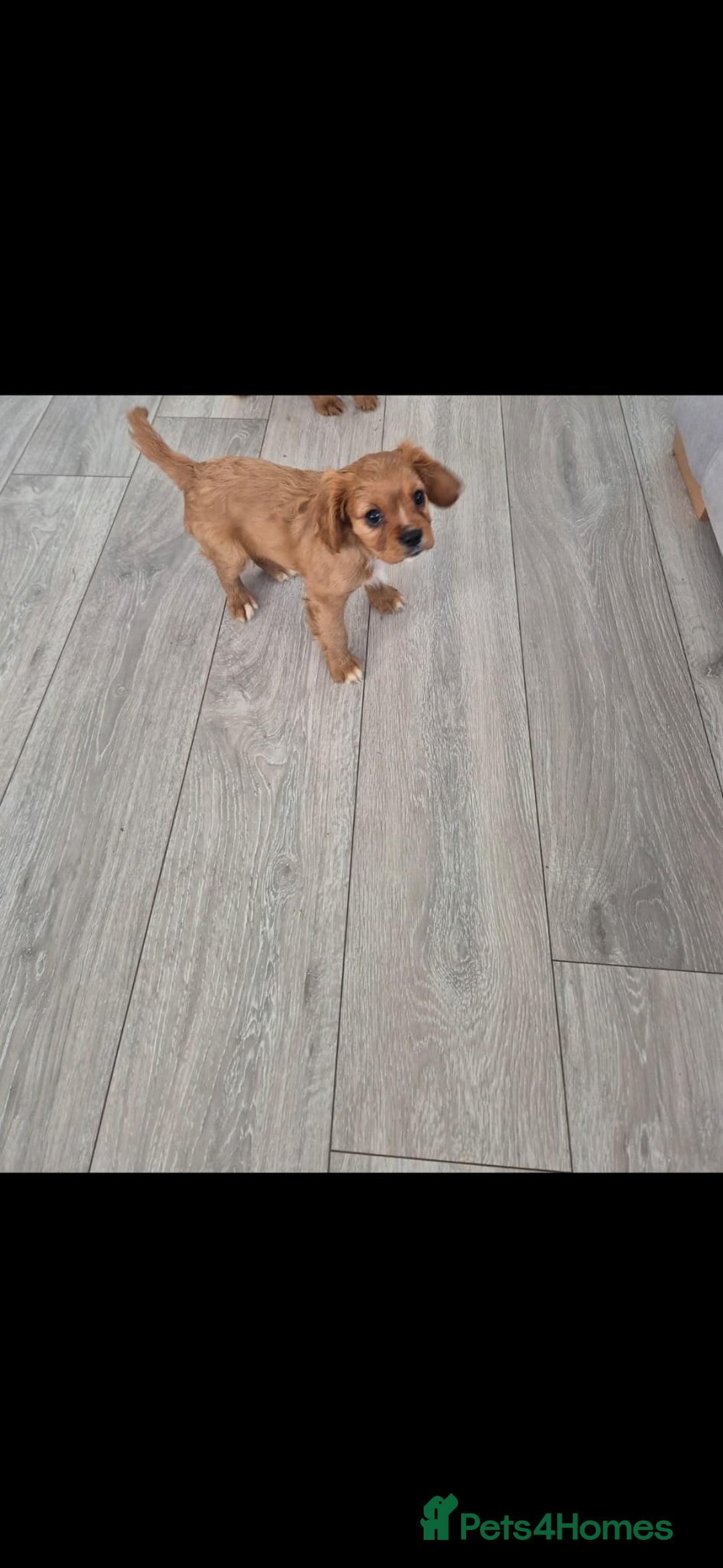 Cavalier King Charles Spaniel dogs for sale: Ruby cavalier king charles - Image 20
