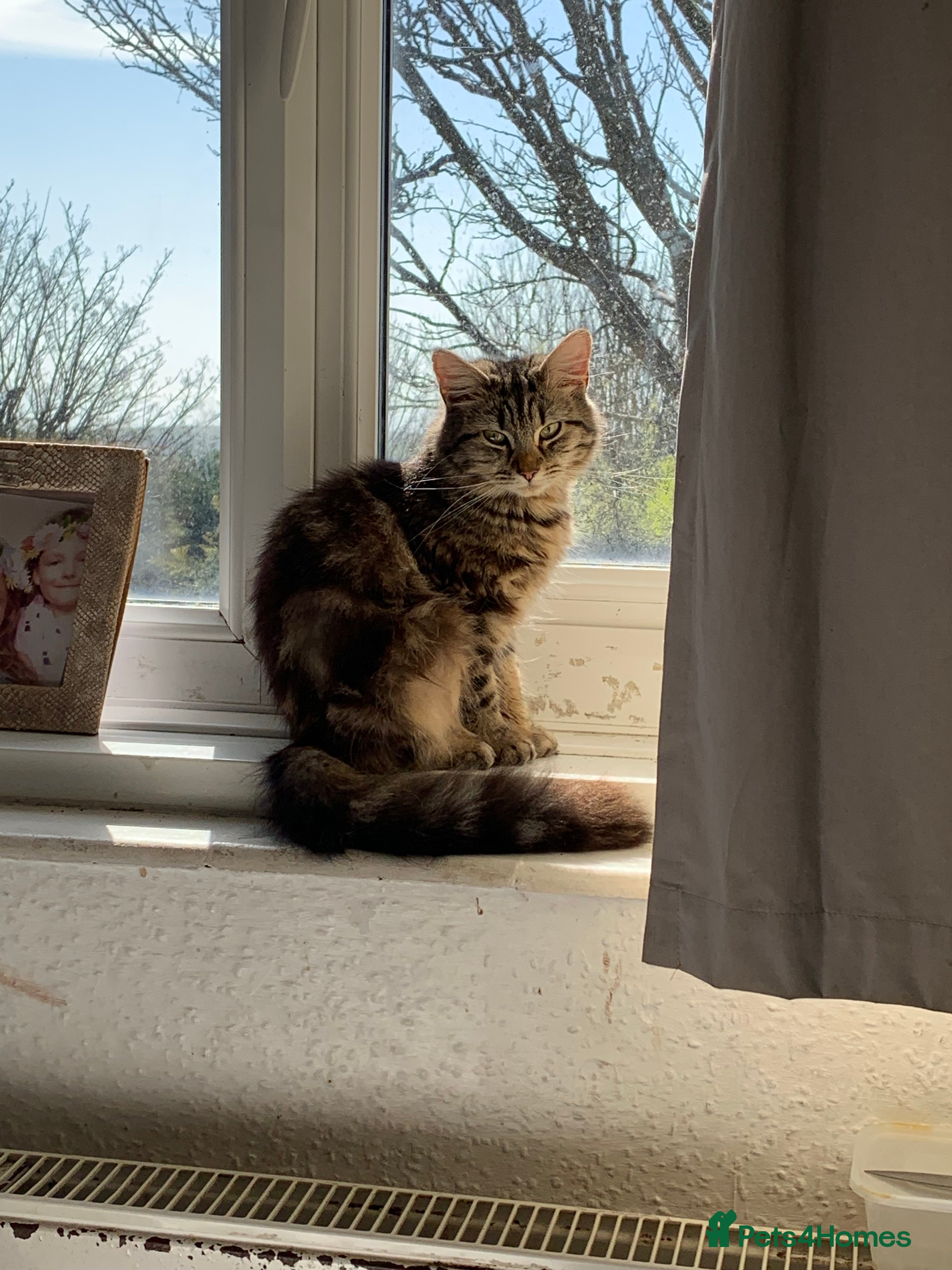 Mixed Breed cats 2 beautiful kittens  - Advert 1