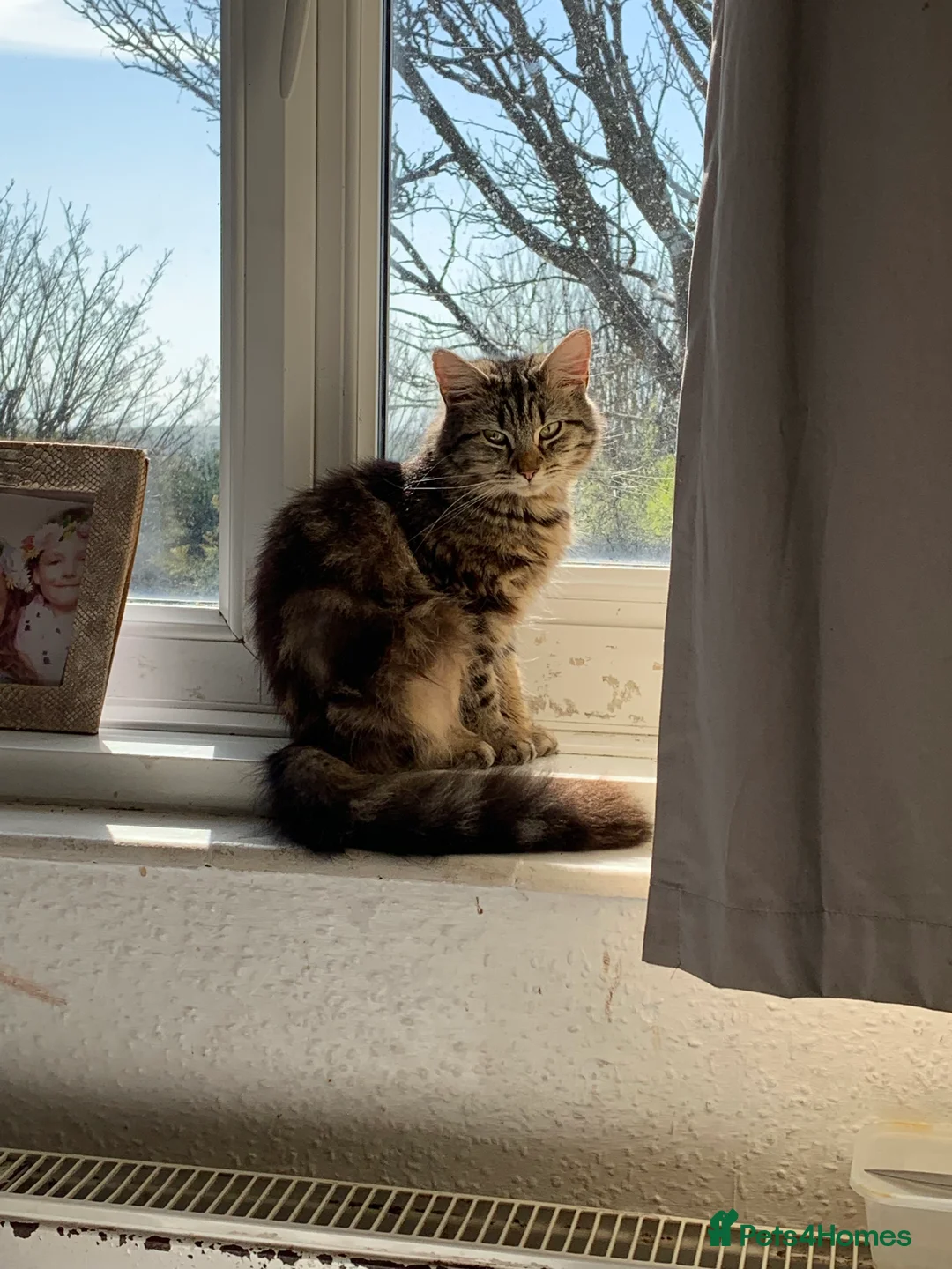 Mixed Breed cats for sale: 2 beautiful kittens  in Brighton - Advert 1