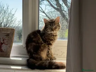 Mixed Breed cats 2 beautiful kittens - Advert 1