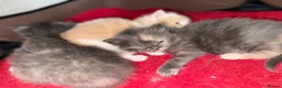 Ragdoll cats for sale: Ragdoll Kittens for Sale – 2 Females & 1 Male - Advert 14