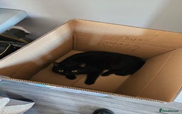 Bombay cats for sale: Rehoming our beloved Nala. 1yr old neutered female - Image 5