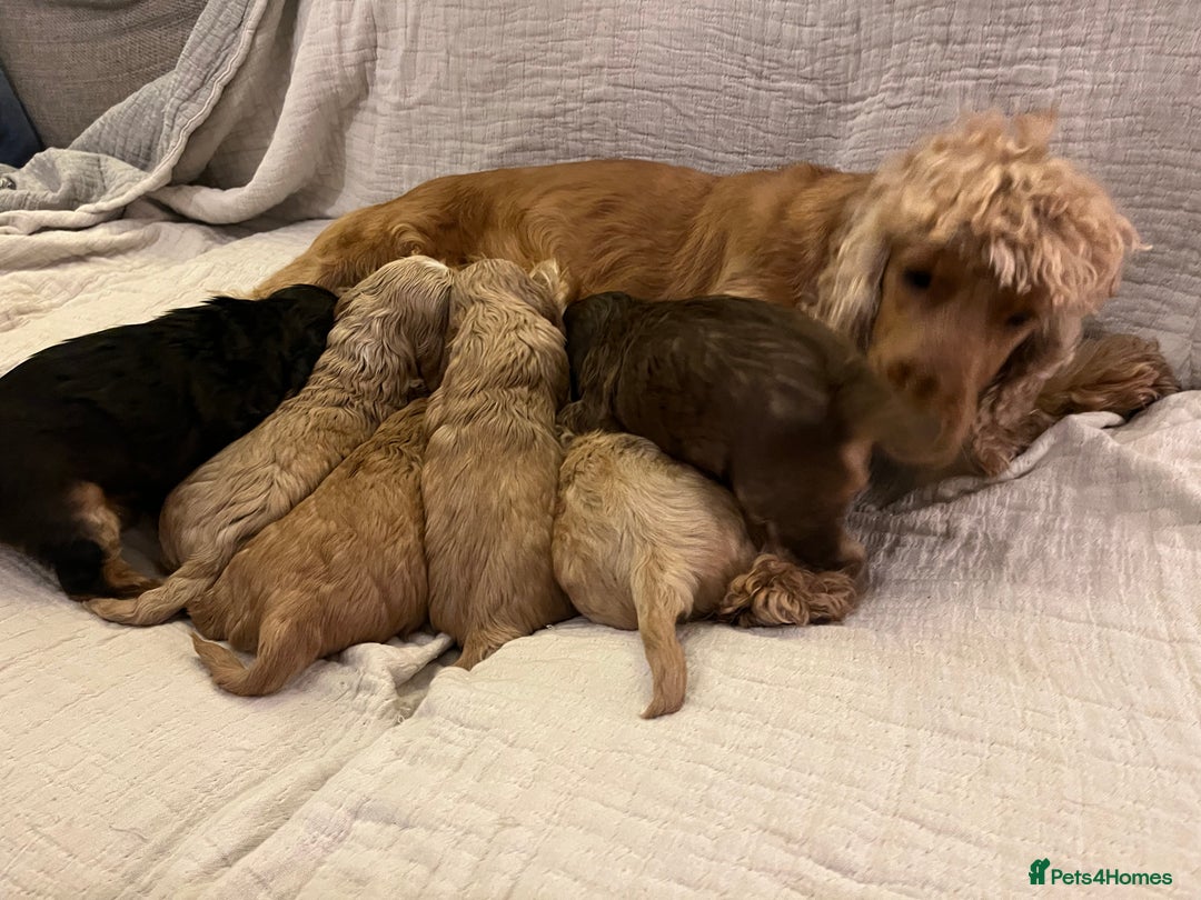 Cocker Spaniel dogs for sale: Adorable show type cocker spaniel pups - Advert 24