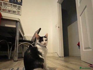 Mixed Breed cats 5 Fluffy furs to find new lovely houses - Advert 1