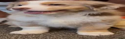 Miniature American Shepherd dogs for sale: 1 x Red Merle Mini American Shepherd Puppy - Boy - Advert 16