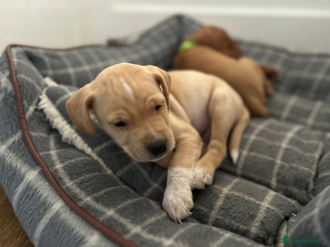 Cocker Spaniel dogs for sale: READY SOON! Working Cocker Spaniel mix Puppies  - Image 27