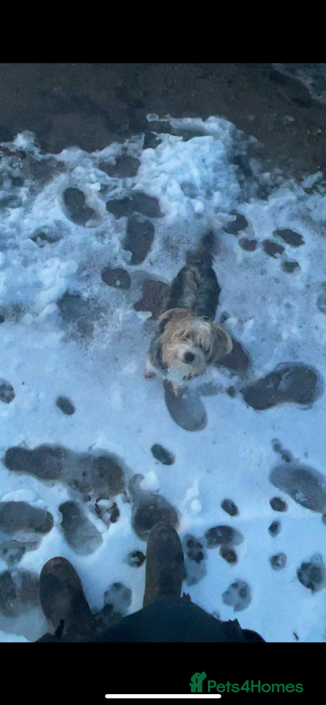 Yorkshire Terrier dogs for sale: Tink  - Advert 3