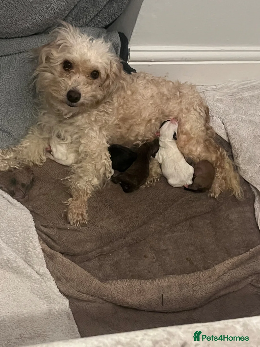 Jackapoo dogs for sale: 5 Adorable Jackapoo Puppies in Erith - Advert 1