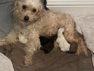 Jackapoo dogs 5 Adorable Jackapoo Puppies - Advert 3