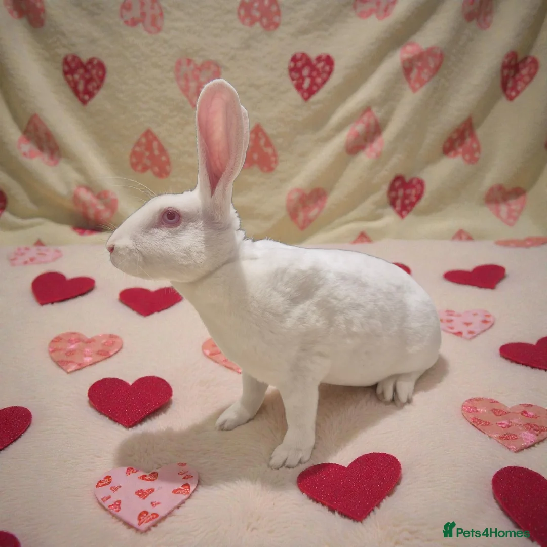 Rex rabbits for sale: 💖 Lovely standard rex girlie 🥰 - Advert 3